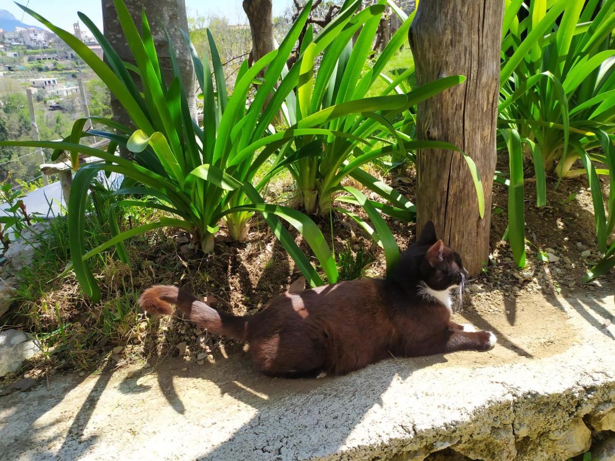 スカラ Casa Miaヴィラ エクステリア 写真