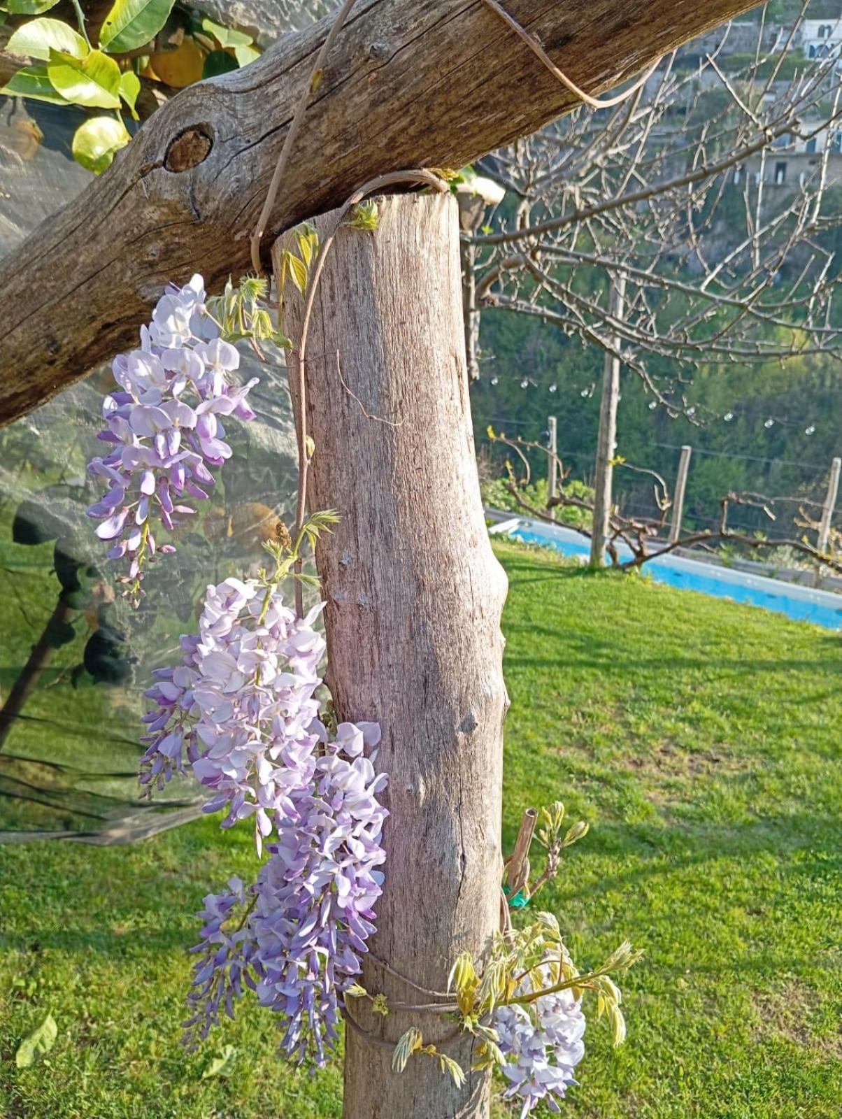 スカラ Casa Miaヴィラ エクステリア 写真